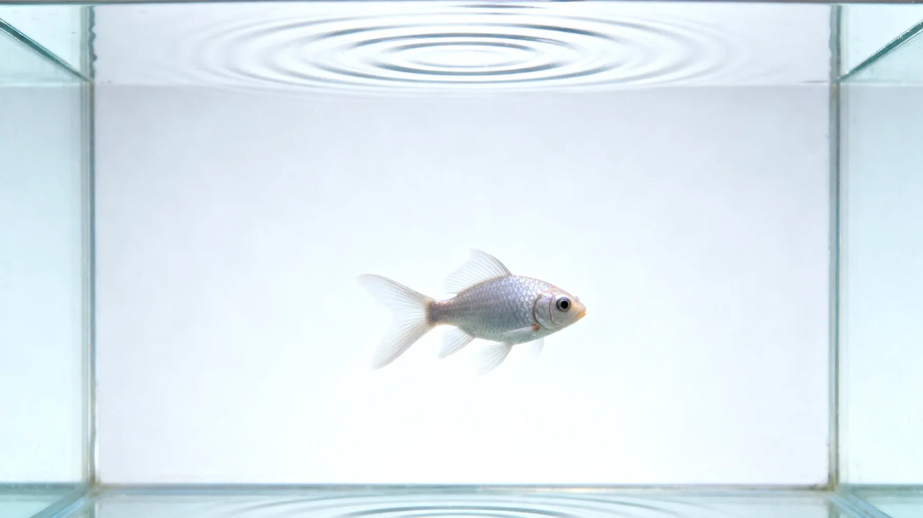 Erwachsene Fische benötigen mentale Stimulation und Abwechslung im Aquarium, um Langeweile und Verhaltensstörungen wie Apathie oder stereotypes Schwimmverhalten zu vermeiden"