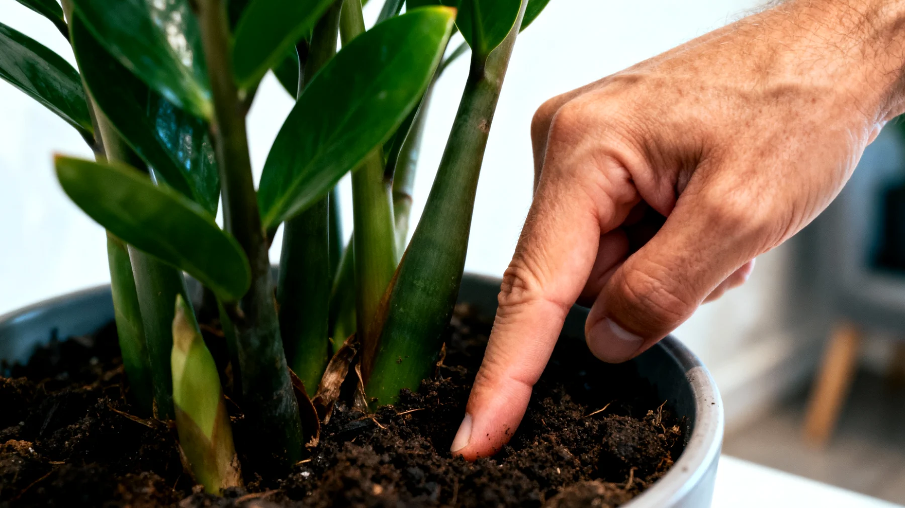 Glücksfeder (Zamioculcas)"