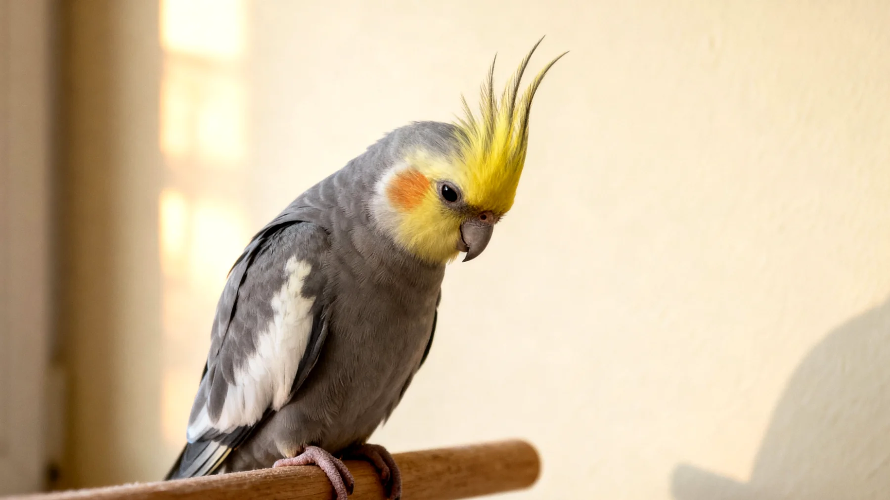 Verhaltensänderungen und psychologische Anpassung des Nymphensittichs nach einer Kastration"