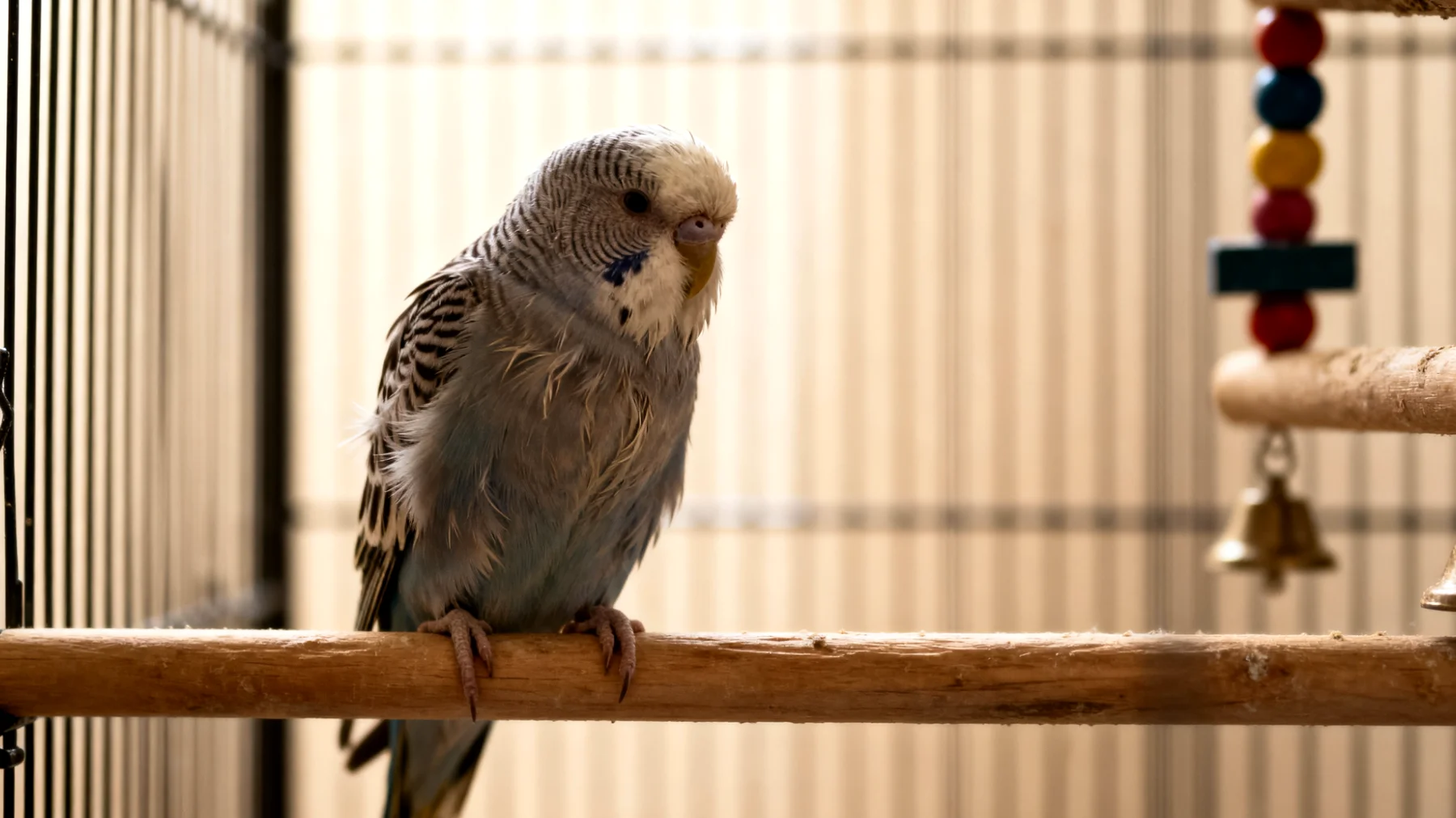 Ältere Wellensittiche verlieren häufig das Interesse an Spielzeug und Beschäftigungsangeboten, was zu Bewegungsmangel, geistiger Unterforderung und beschleunigtem körperlichem Abbau führen kann"