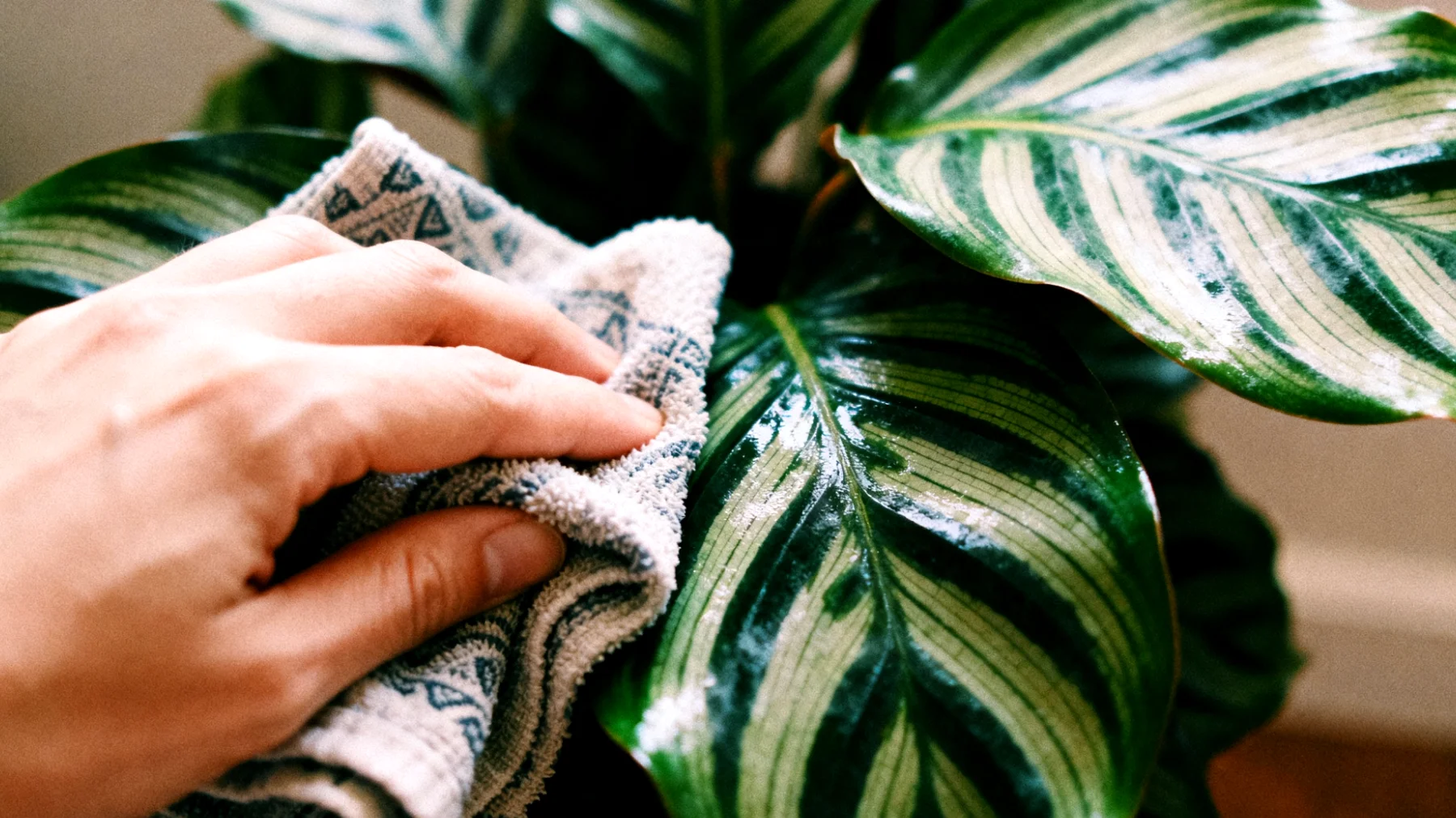 Calathea"