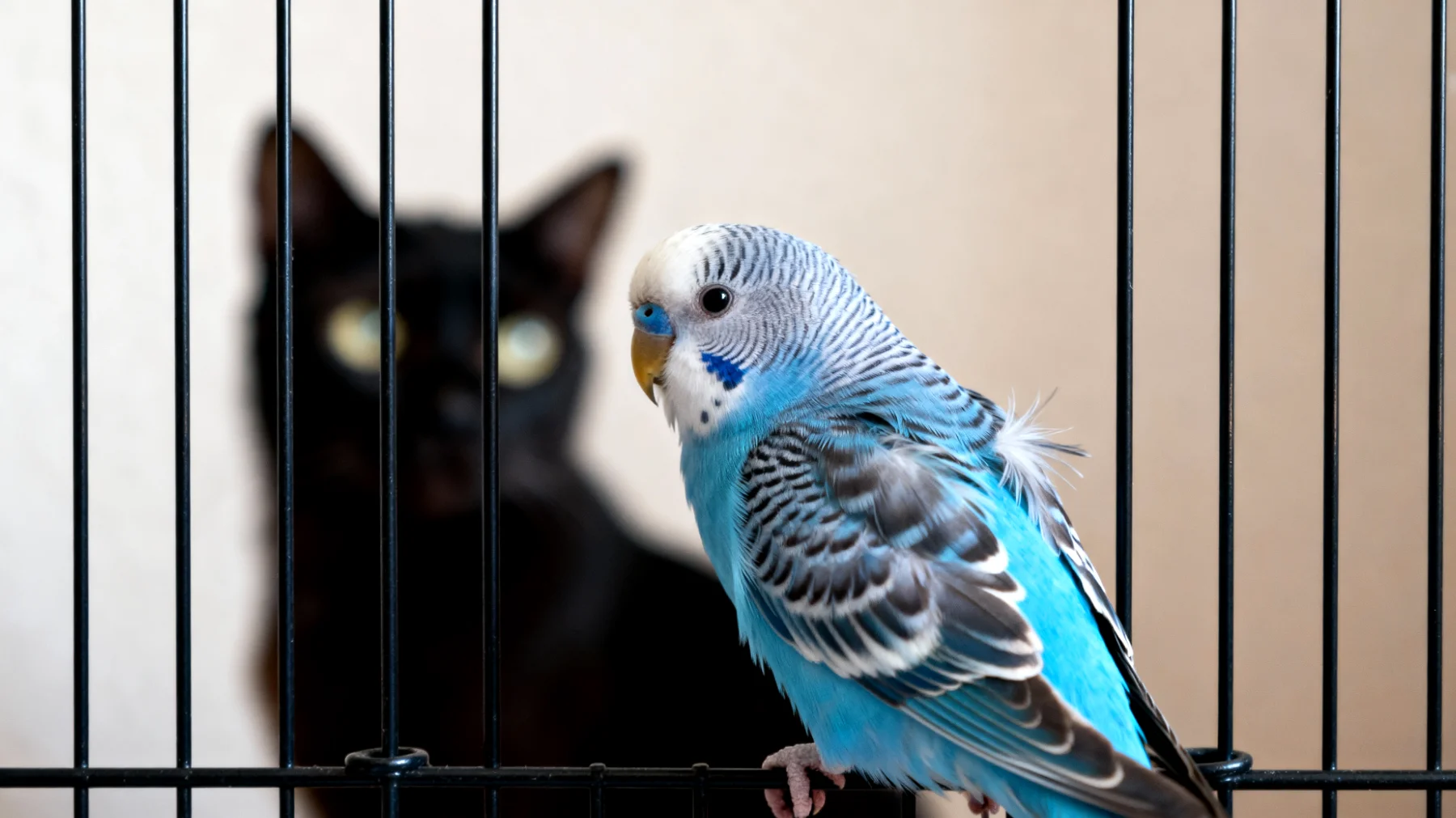 Wellensittiche zeigen bei der Vergesellschaftung mit anderen Haustieren oft Stress, Angst oder aggressives Verhalten, da sie als Beutetiere besonders sensibel auf größere Tiere wie Hunde oder Katzen reagieren und ein harmonisches Zusammenleben besondere Vorsichtsmaßnahmen erfordert"